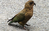 Kea